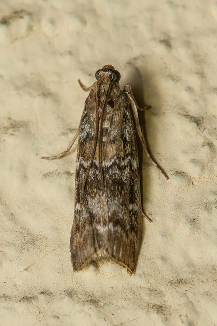 Dioryctria