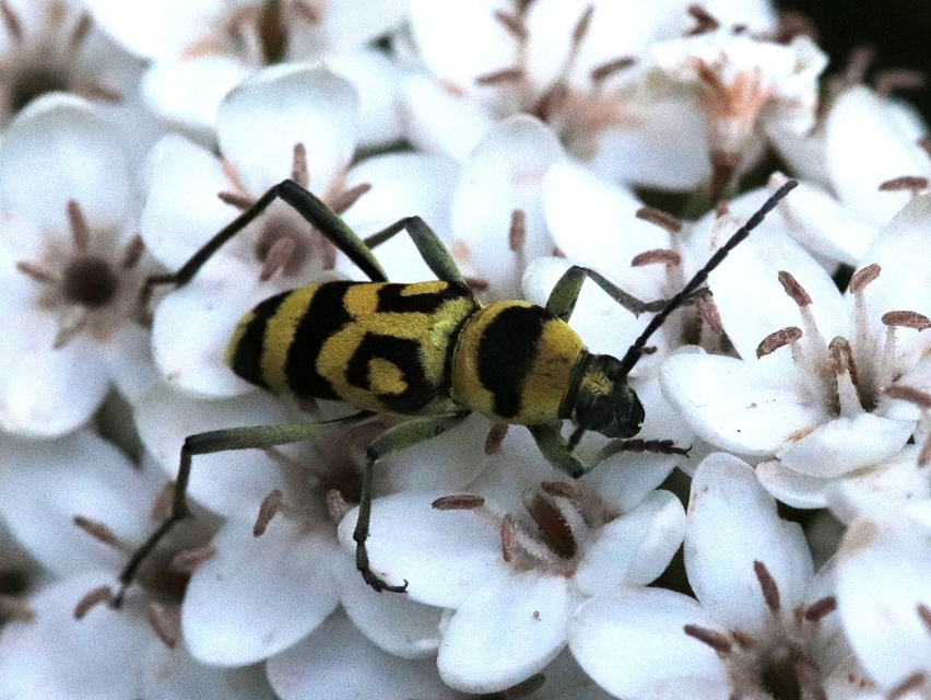 Chlorophorus varius - díszes darázscincér