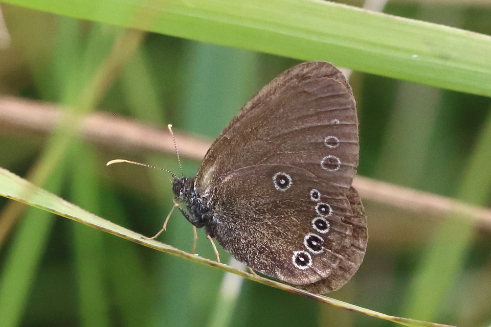 Coenonympha oedippus - ezüstsávos szénalepke