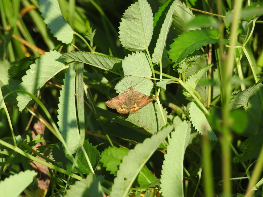 Euclidia glyphica - közönséges nappalibagoly