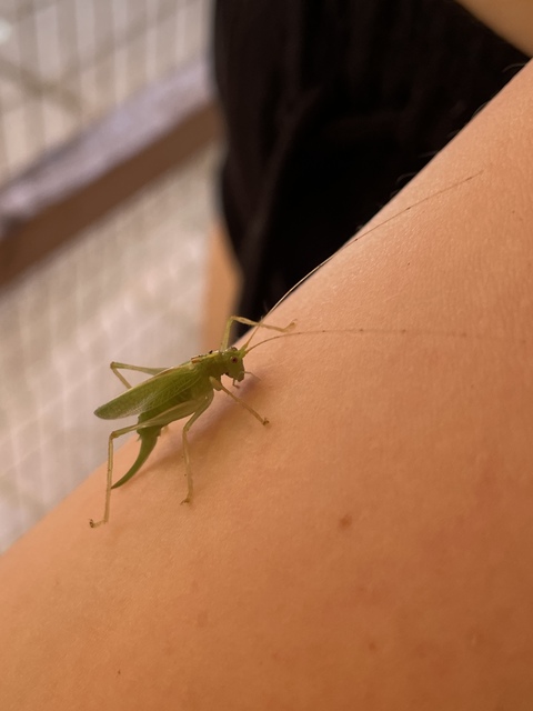 Meconema thalassinum - közönséges dobolószöcske