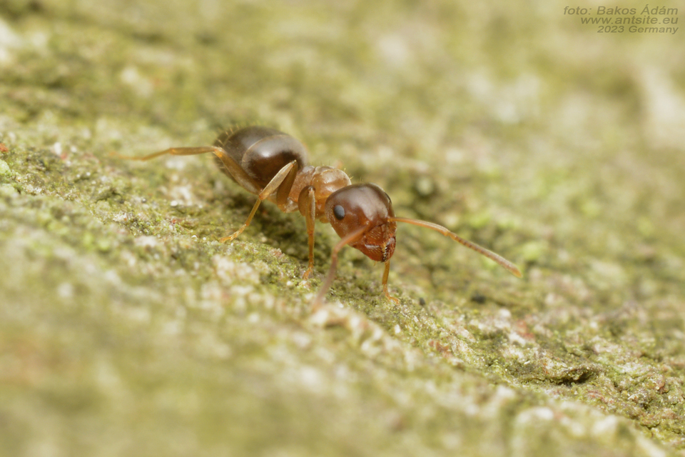 Lasius brunneus - rozsdáshátú feketehangya