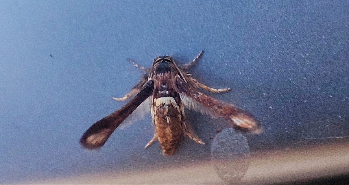 Microsphecia brosiformis - folyófűszitkár