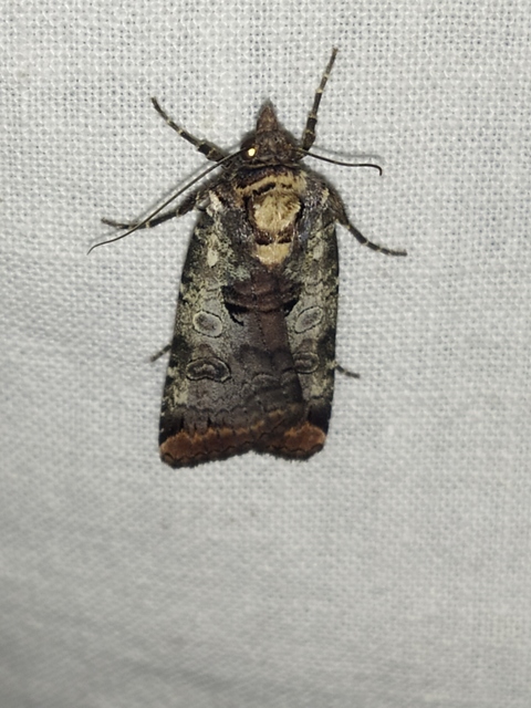 Epilecta linogrisea - karcsú sárgafűbagoly