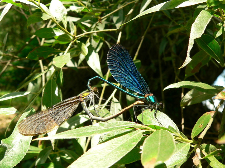 Calopteryx virgo - kisasszony-szitakötő