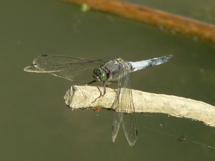 Orthetrum cancellatum - feketefarkú pásztorszitakötő