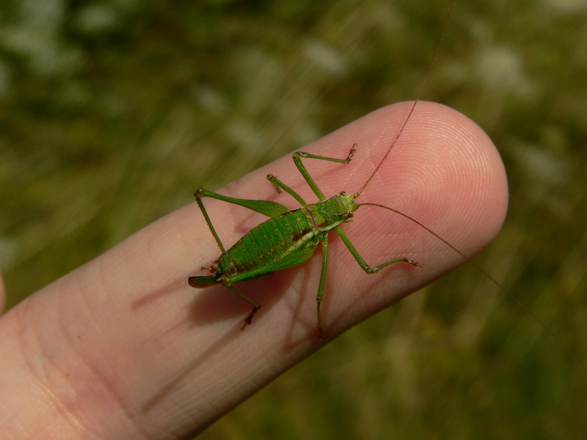 Leptophyes albovittata - közönséges virágszöcske