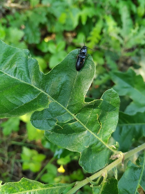 Hemicrepidius hirtus - borzas pattanó