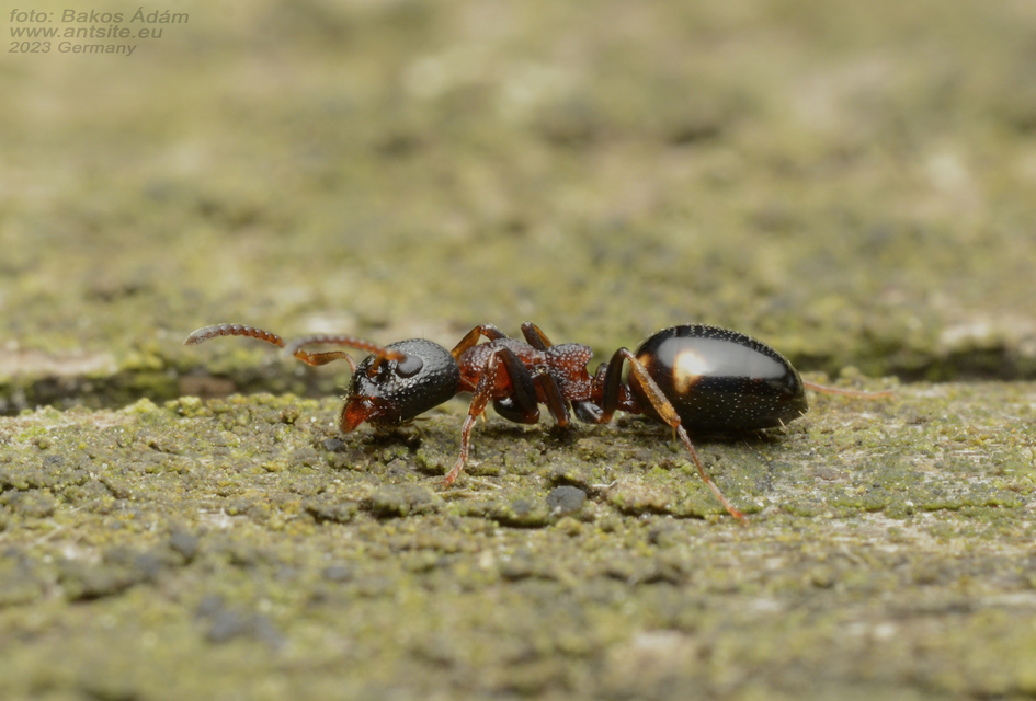 Dolichoderus quadripunctatus - négypettyes erdeihangya