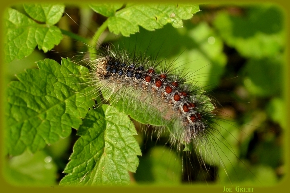 Lymantria dispar - gyapjaslepke