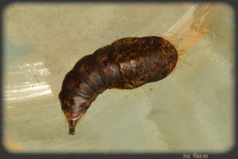 Lymantria dispar - gyapjaslepke
