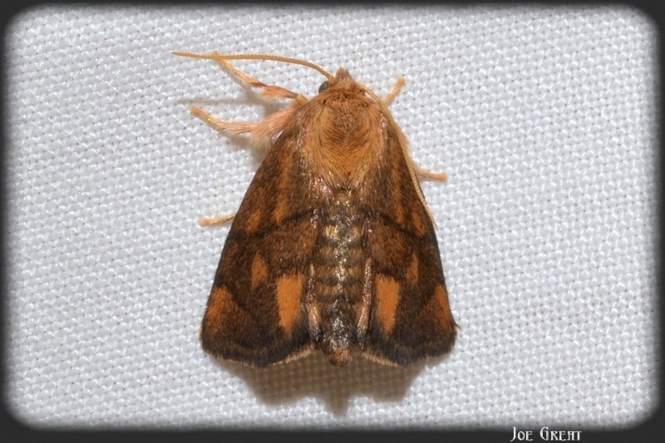 Apoda limacodes - kagylólepke