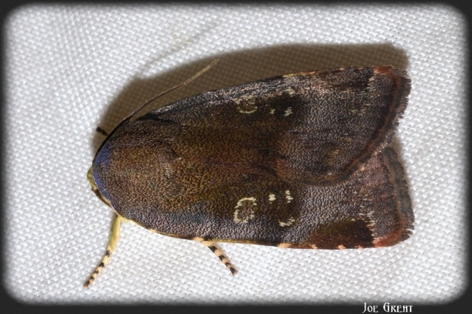Noctua janthe/janthina
