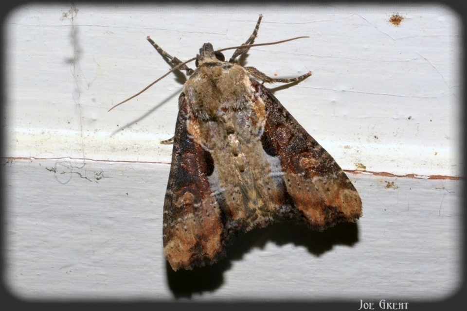 Lateroligia ophiogramma - harmatkása-dudvabagoly