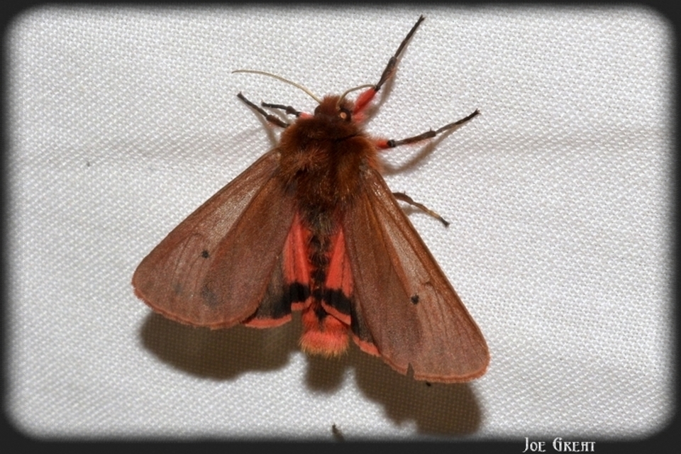 Phragmatobia fuliginosa - füstös medvelepke