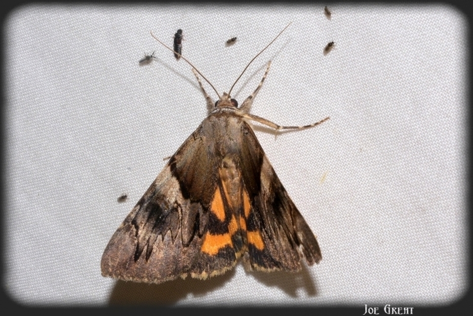 Catocala fulminea - galagonya-övesbagoly