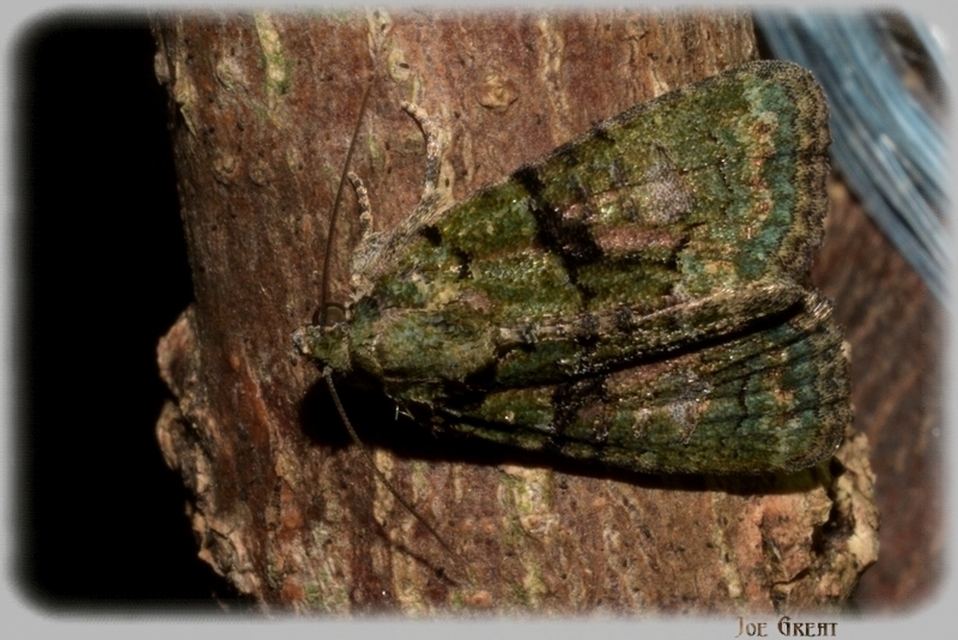 Cryphia algae - sárgászöld zuzmóbagoly