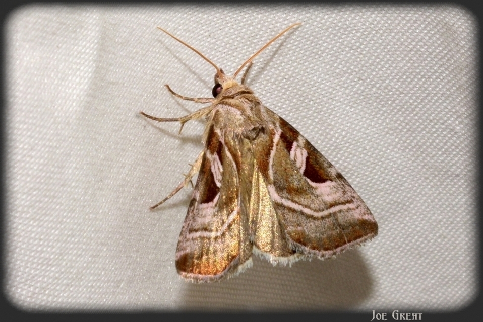 Eucarta virgo - mocsári ametisztbagoly