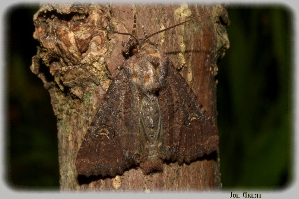 Mesapamea secalella/secalis