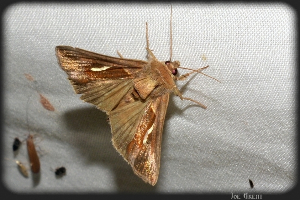 Macdunnoughia confusa - cseppfoltos ezüstbagoly