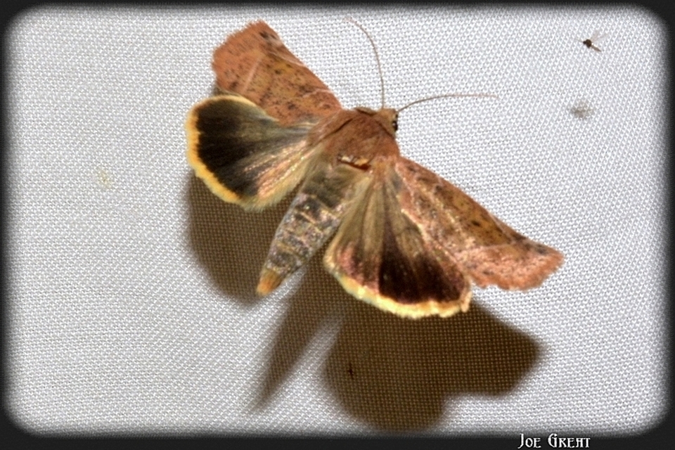 Cosmia affinis - barna lombbagoly