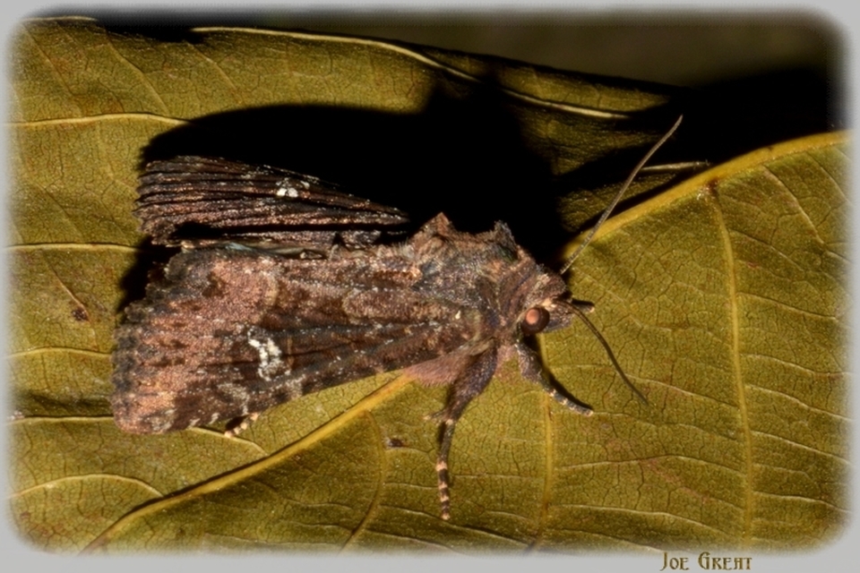 Mesapamea secalella/secalis
