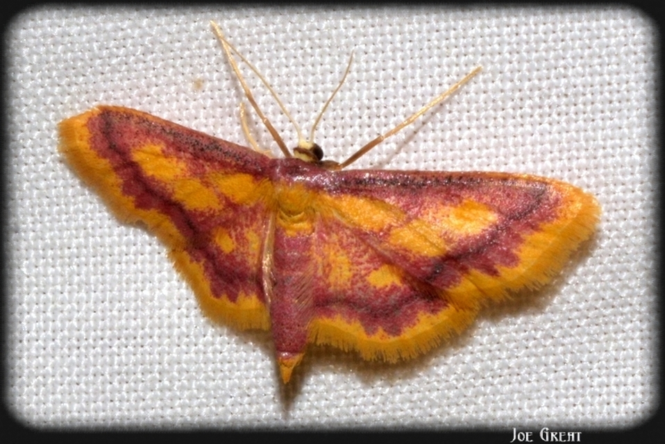 Idaea muricata - mocsári pirosaraszoló