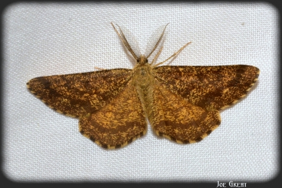 Ematurga atomaria - barna rétiaraszoló