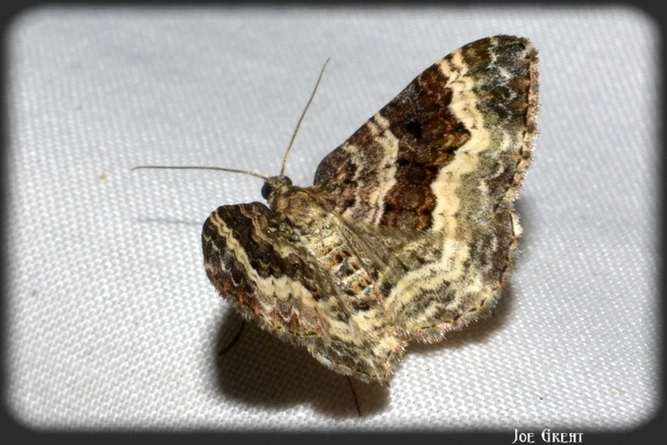 Epirrhoe alternata - galaj-tarkaaraszoló