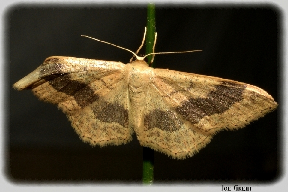 Idaea aversata - nagy sávosaraszoló