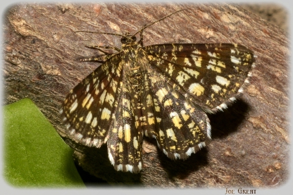 Chiasmia clathrata - rácsos rétiaraszoló