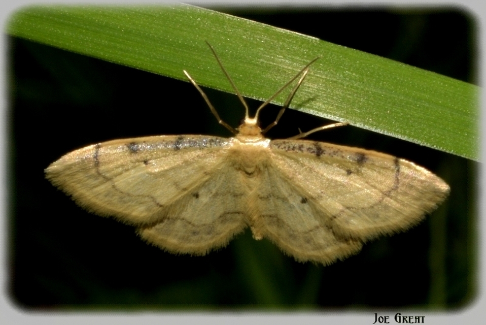 Idaea politaria - vonalas apróaraszoló