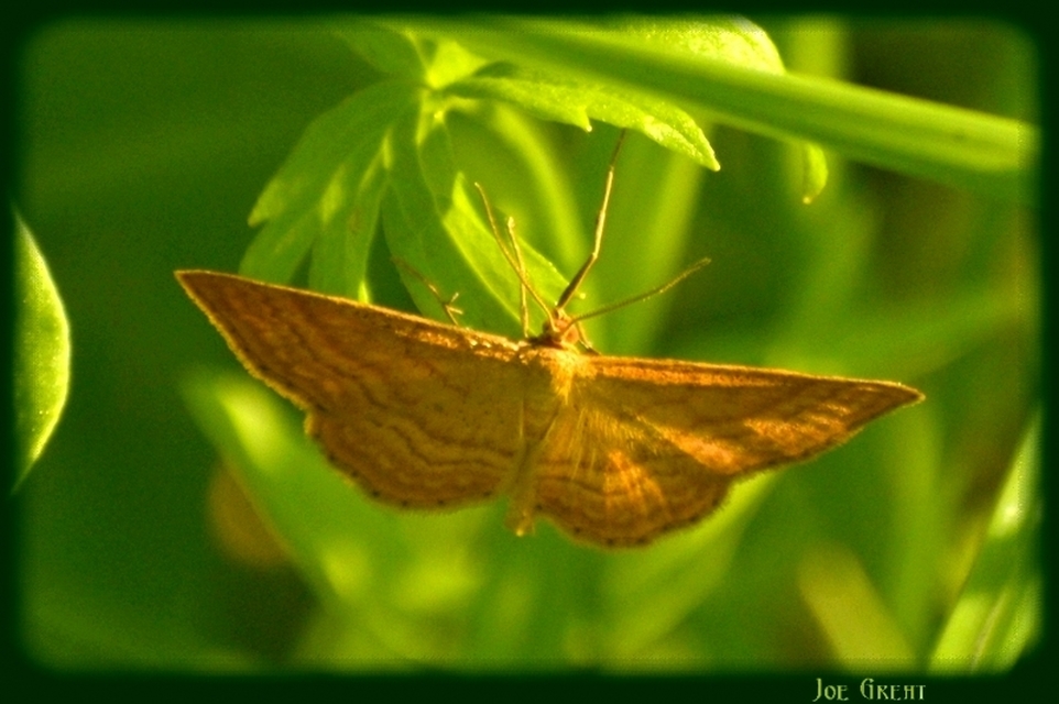 Idaea ochrata - okkerszínű sávosaraszoló