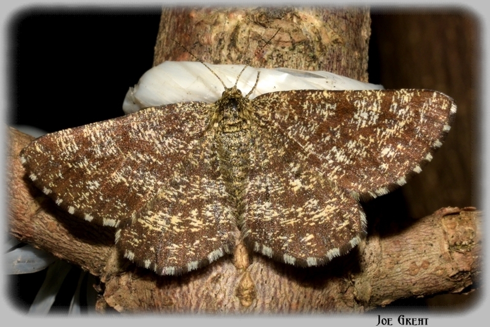 Ematurga atomaria - barna rétiaraszoló