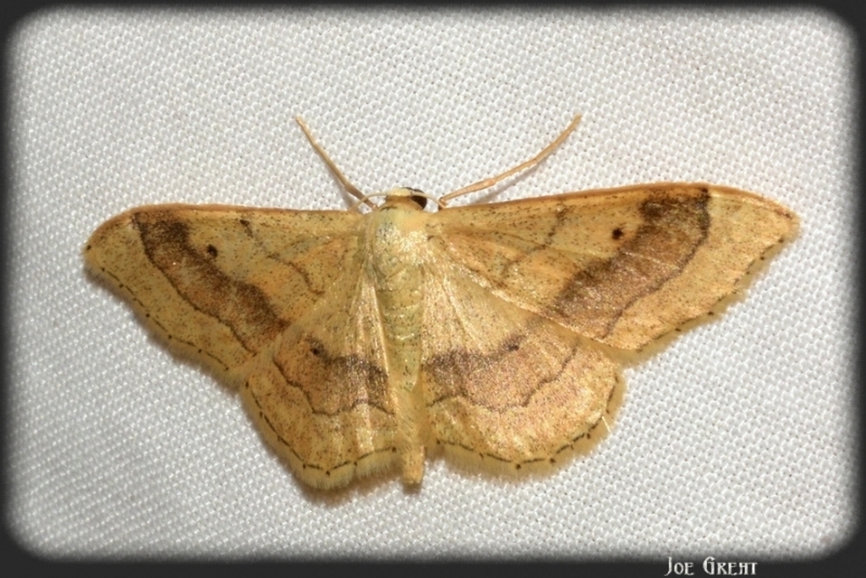 Idaea aversata - nagy sávosaraszoló
