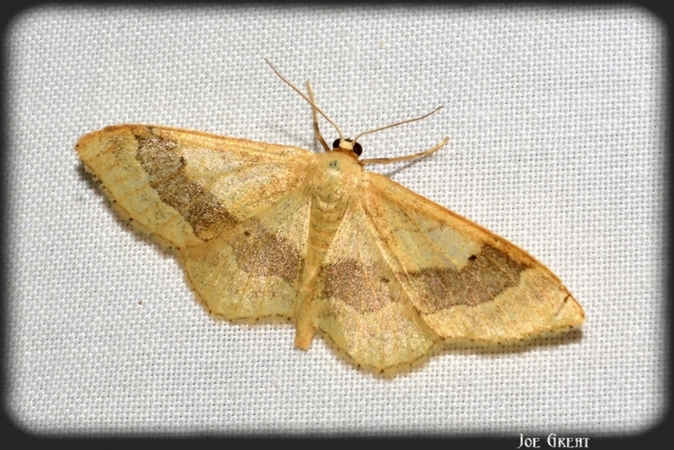 Idaea aversata - nagy sávosaraszoló