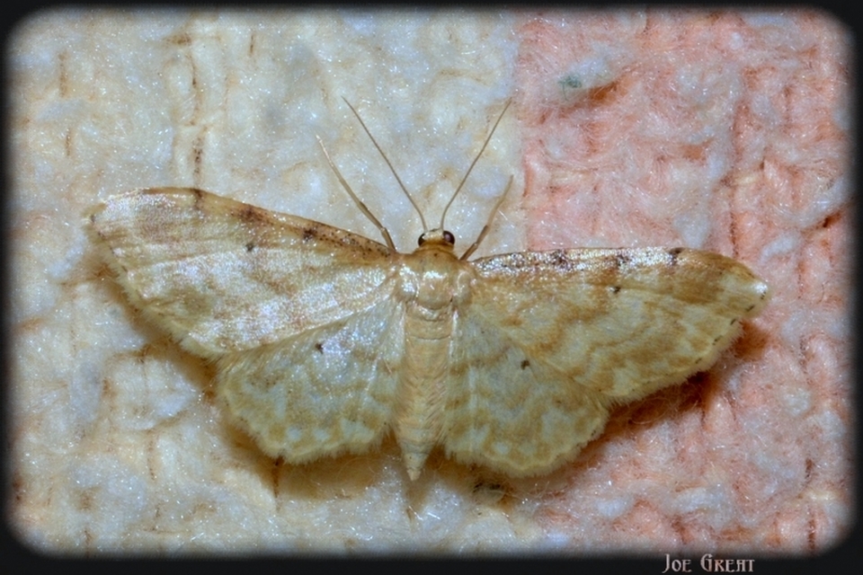 Idaea fuscovenosa - szürkeszélű apróaraszoló
