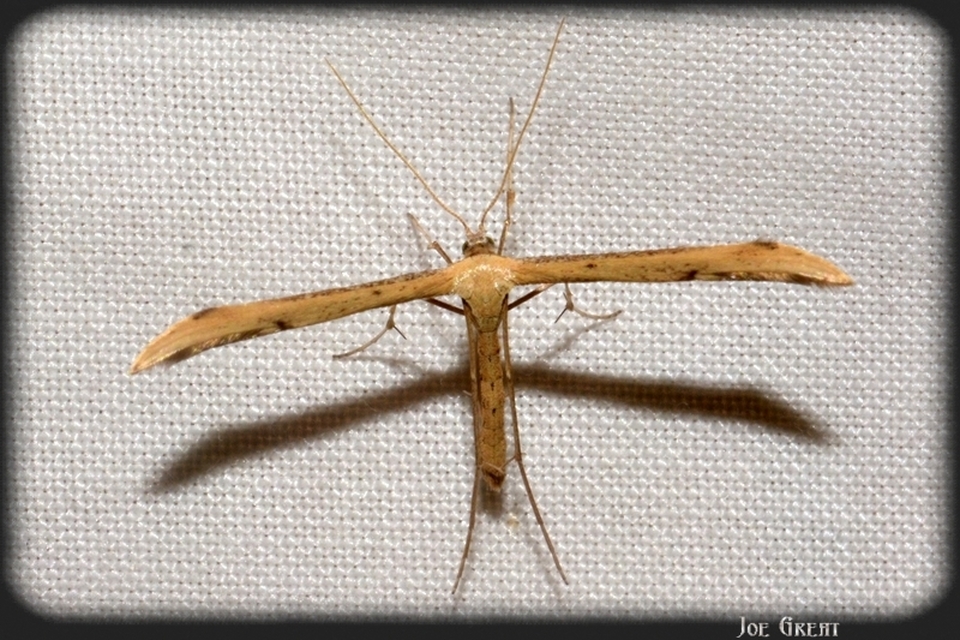 Pterophoridae - tollasmolyfélék