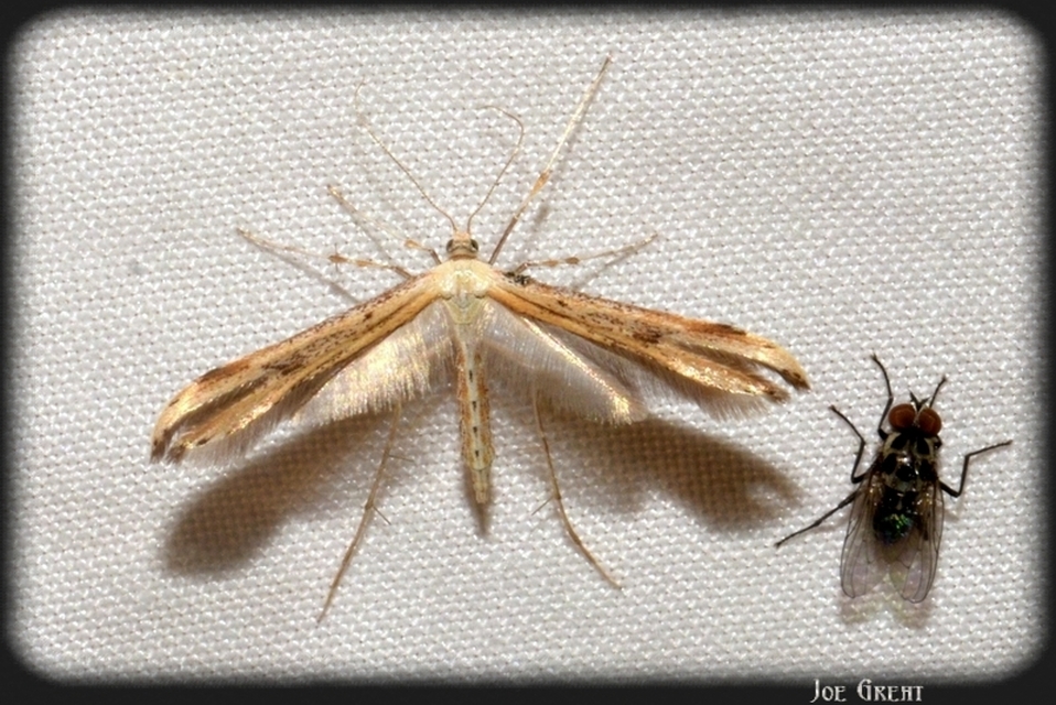 Pterophoridae - tollasmolyfélék