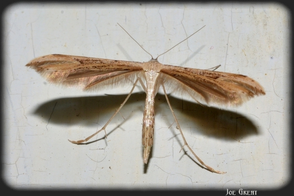 Pterophoridae - tollasmolyfélék