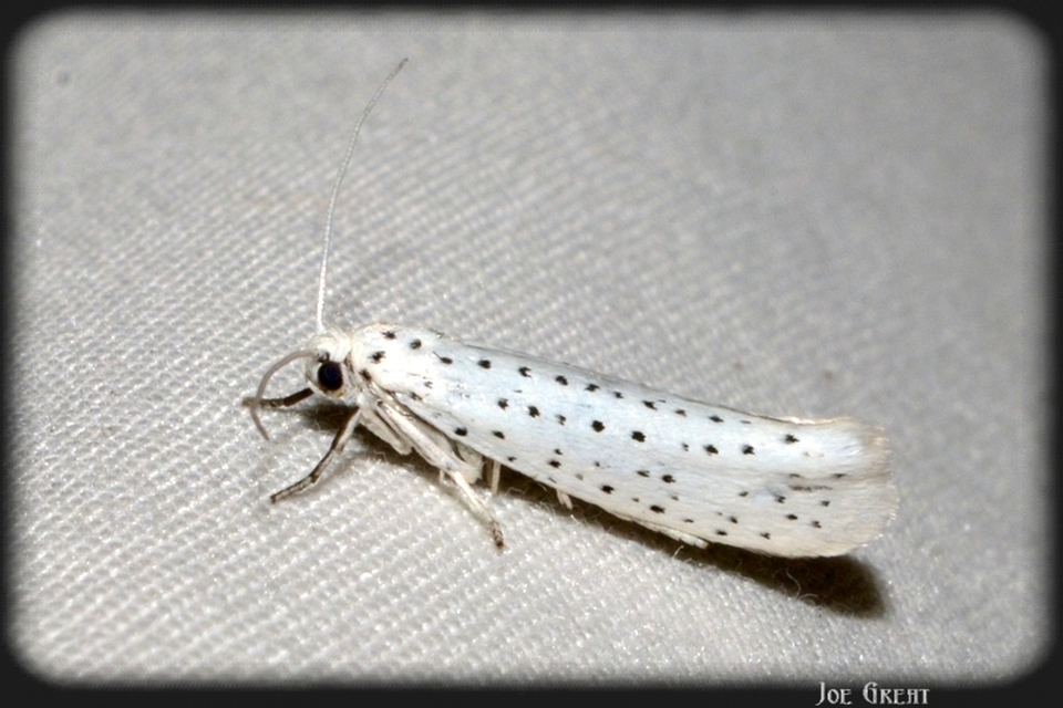 Yponomeuta