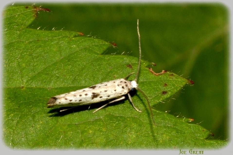 Yponomeuta plumbella - pókhálós bengemoly