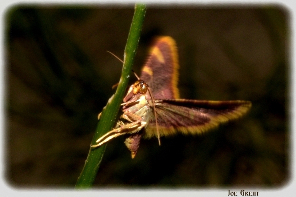 Hypsopygia costalis - szénailonca