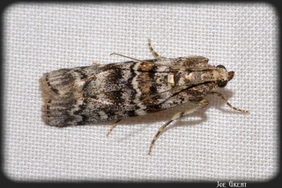 Dioryctria