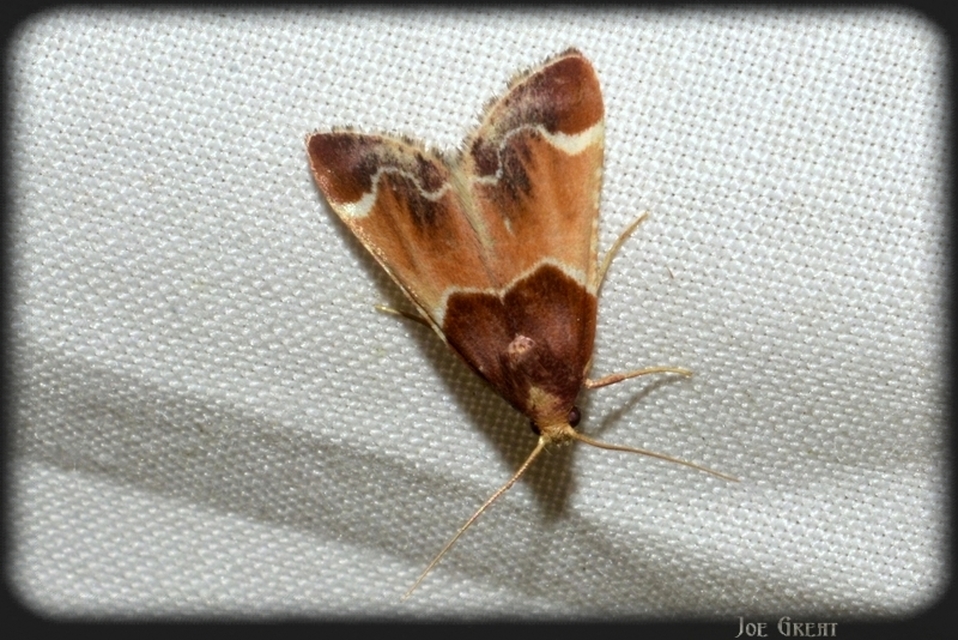Pyralis farinalis - lisztilonca