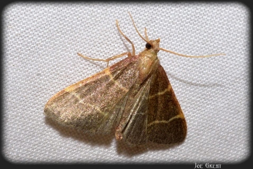 Hypsopygia
