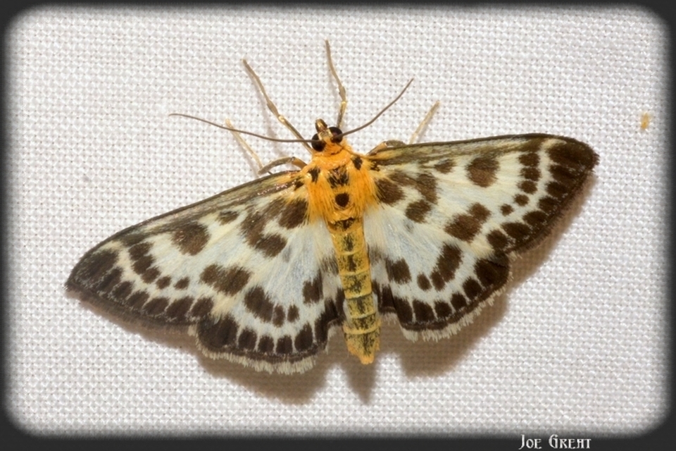 Anania hortulata - tarka csalánmoly