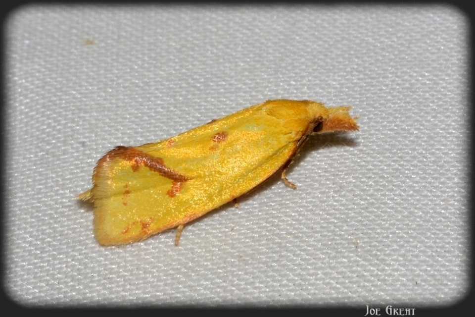 Agapeta hamana - közönséges sárgamoly