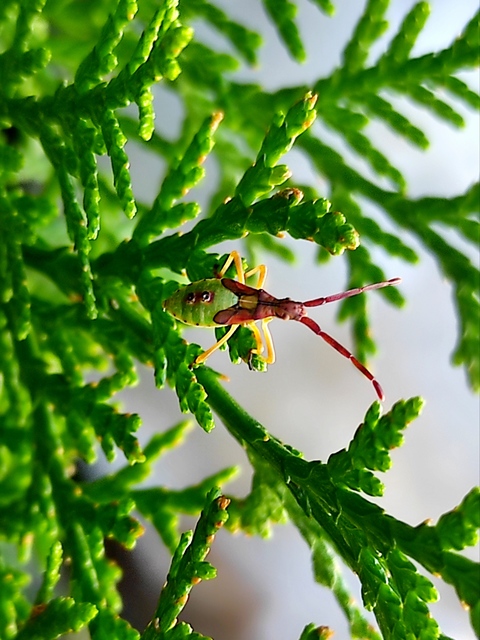 Gonocerus juniperi - boróka-karimáspoloska