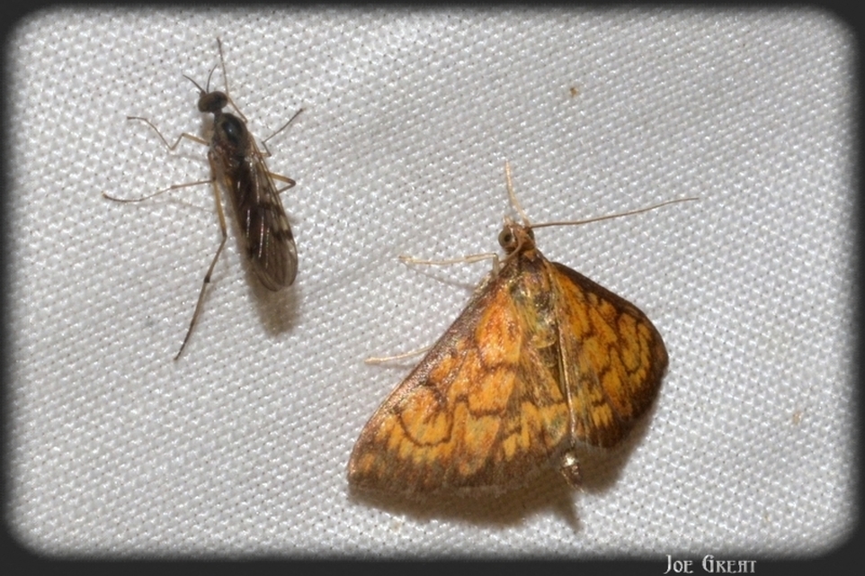 Ecpyrrhorrhoe rubiginalis - rozsdavörös tűzmoly